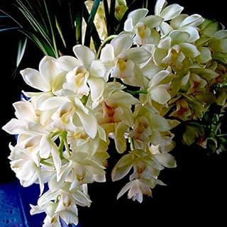 Pink White Cymbidium Seeds Balcony Bonsai Garden Flower Seed Orchid Flowers Seeds 100 Particles A Pack