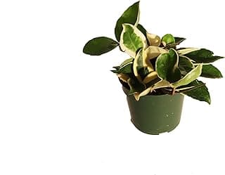 (Rare) Hoya Tricolor - 4" from California Tropicals