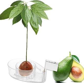 AvoSeedo Bowl Grow Your Own Avocado Tree, Evergreen, Perfect Avocado Tree Growing Kit for Every Avocado Lover - Transparent