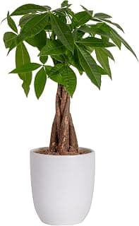Costa Farms Money Tree, Pachira, Medium, Ships in Premium Ceramic Planter, 16-Inches Tall