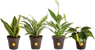 Costa Farms Clean Air - O2 for You Live House Plant Collection, 4-Pack, Includes Peace Lily, Snake Plant, Parlor Palm, Devil's Ivy, 4-Inch Grower Pot