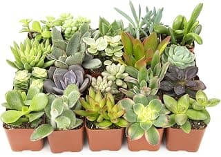 Altman Plants Assorted Succulents 2" 20 Pack, 20 Pack 20 Pack