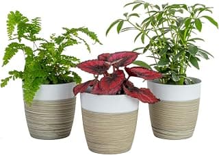 Costa Farms Plant Clean Air, 4-Pack O2 for You Live Houseplant Collection 4-Inch Grower Pot Assorted Foliage